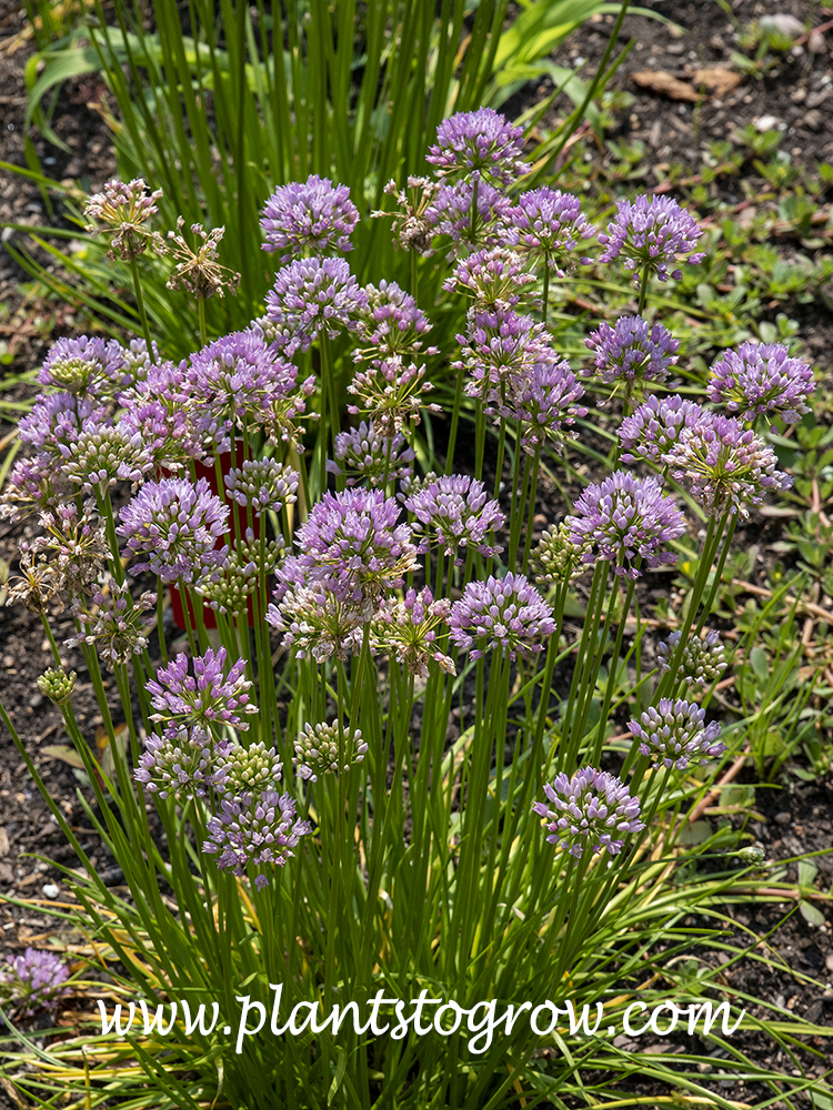 Mouse Garlic (Allium angulosum)